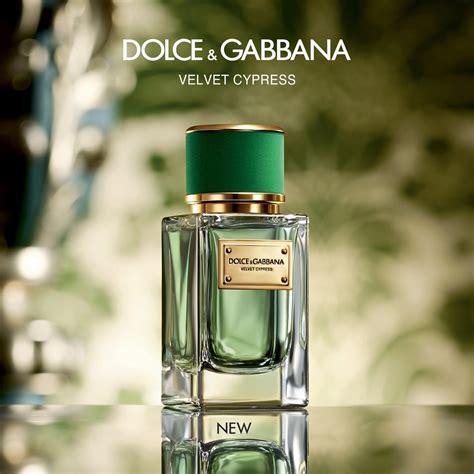 dolce and gabbana velvet cypress buy|Dolce & Gabbana Velvet Cypress Eau de Parfum Spray, 1.7 Ounce.